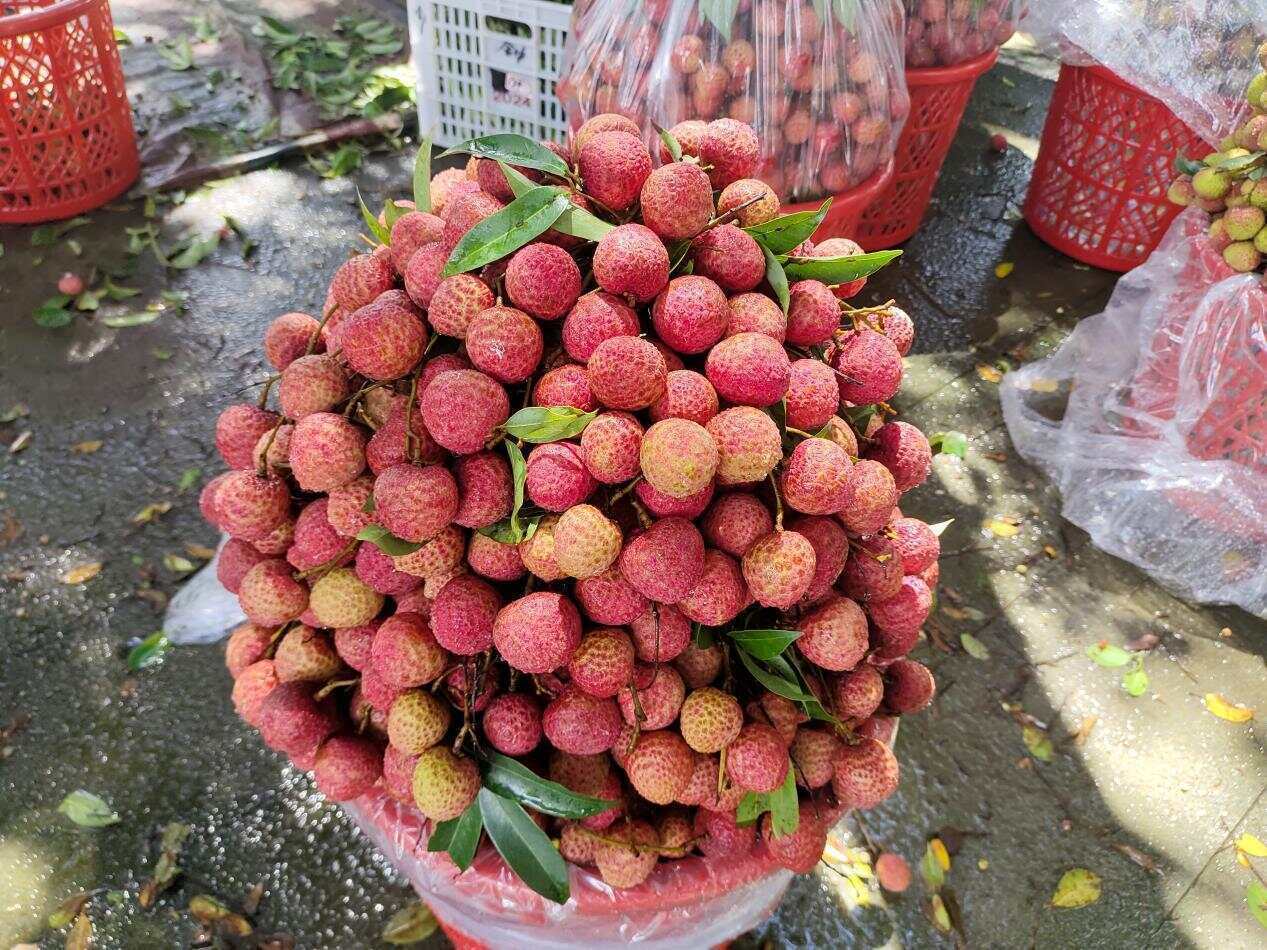 网络强村 | 红果枝头“网”事兴！网媒采风团走进汕尾荔园