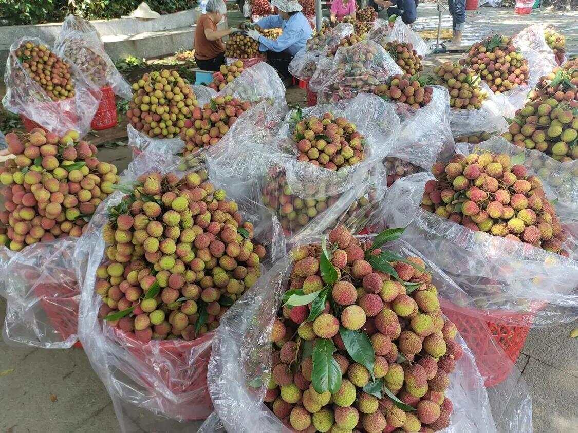 网络强村 | 红果枝头“网”事兴！网媒采风团走进汕尾荔园