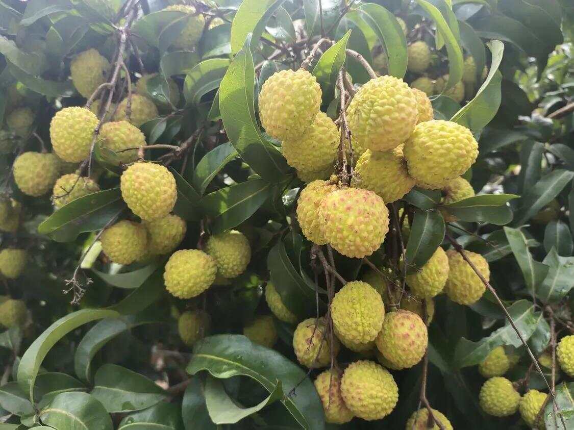 网络强村 | 红果枝头“网”事兴！网媒采风团走进汕尾荔园