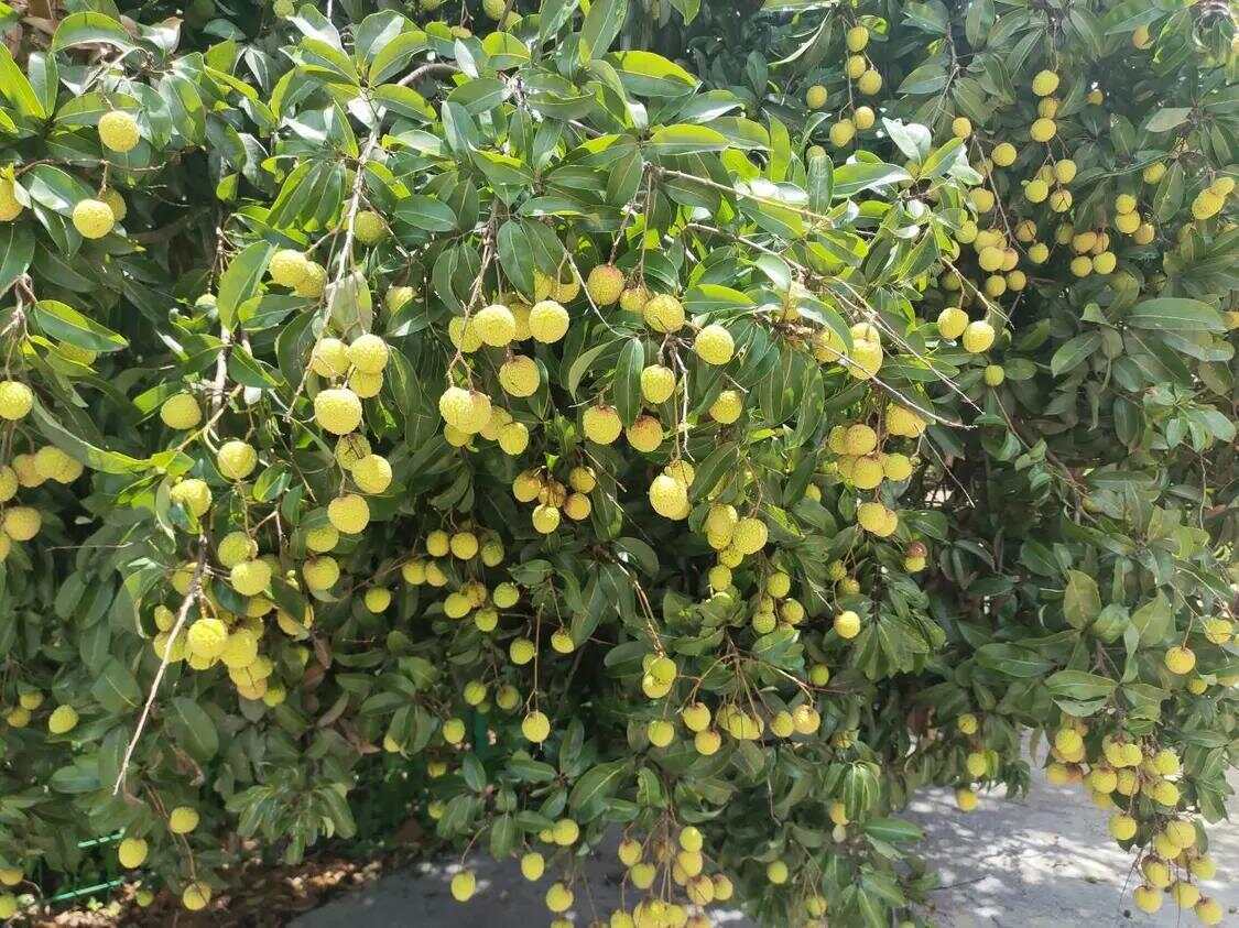 网络强村 | 红果枝头“网”事兴！网媒采风团走进汕尾荔园