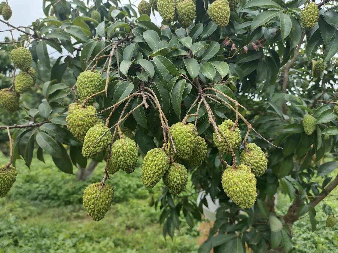 网络强村 | 红果枝头“网”事兴！网媒采风团走进汕尾荔园