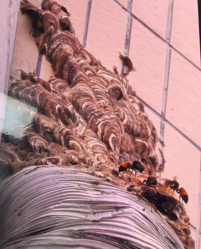 别招惹!广东一老人中招,不幸去世